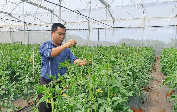 Nông dân liên kết sản xuất tiêu thụ sản phẩm nông nghiệp công nghệ cao tạo ra thương hiệu nông sản của Gia Lâm