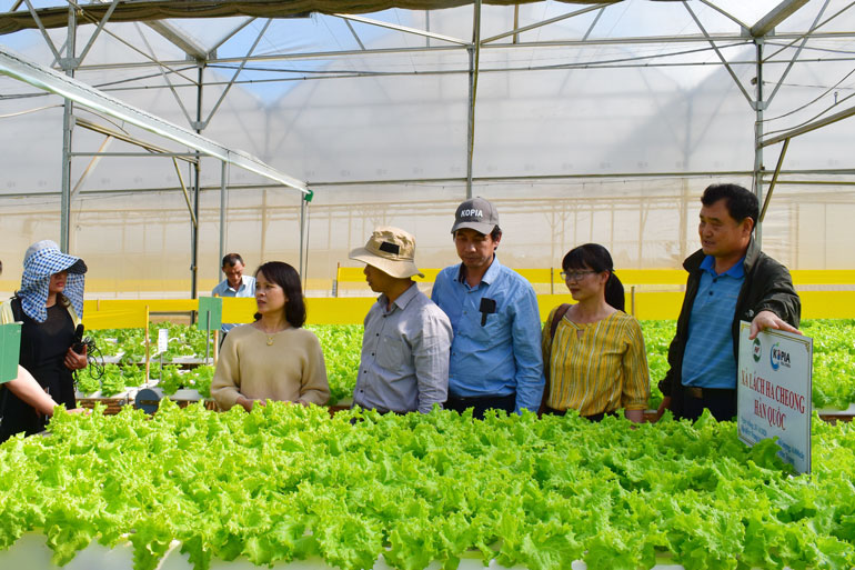 Từ năm 2012 đến nay, diện tích nông nghiệp công nghệ cao ở Lâm Đồng tăng thêm 33.697 ha