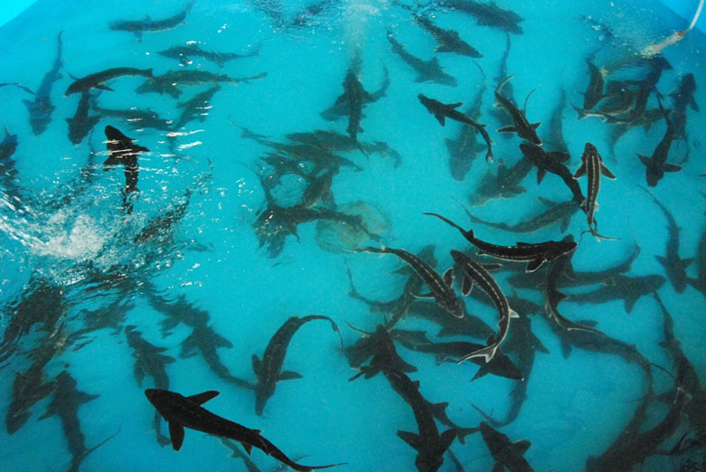 Lâm Đồng là một trong những địa phương có điều kiện phù hợp để phát triển cá nước lạnh. Ảnh: N.V