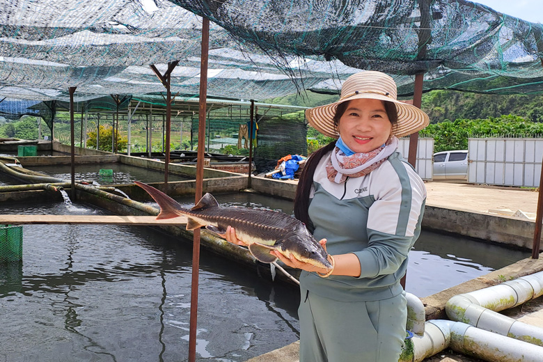 Cá tầm đã giúp gia đình chị Nguyễn Phương Bắc có thu nhập cao  với khoảng 20 tấn cá thương phẩm/năm. 