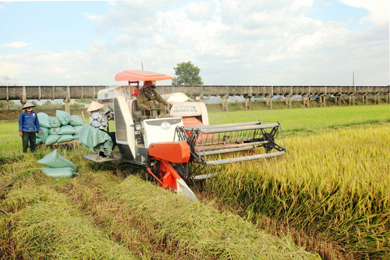 Sản xuất lúa theo cánh đồng mẫu lớn, ứng dụng công nghệ cao tại xã Gia Viễn