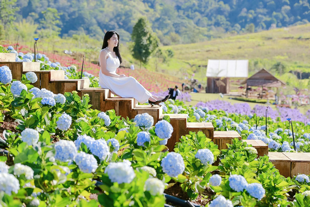 Ấn tượng cánh đồng hoa ở Tà Nung