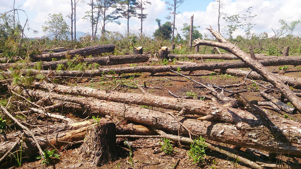 Hơn 200 cây thông đã bị chặt hạ tại Khoảnh 1 (Tiểu khu 466, xã Lộc Tân)