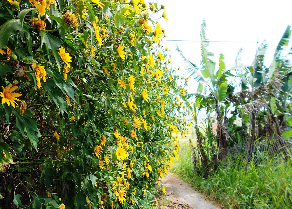 Hoa quỳ vàng ở vùng rất xa Đà Lạt
