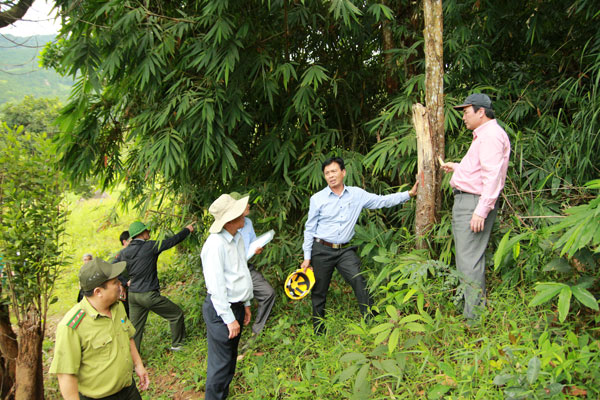 Đam Rông: Không giải quyết khai thác trắng gần 60 ha rừng trồng