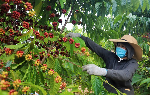 Năm nay, toàn tỉnh có 175.000 ha cà phê cho thu hoạch, năng suất bình quân khoảng 3 - 3,5 tấn/ha. Ảnh: K.Phúc