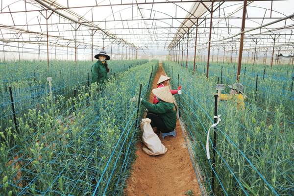 Hiện nay, nhiều bà con vùng DTTS đã là công nhân vững tay nghề của nhiều doanh nghiệp chọn Lạc Dương để đầu tư phát triển nông nghiệp công nghệ cao. Ảnh: N.Ngà