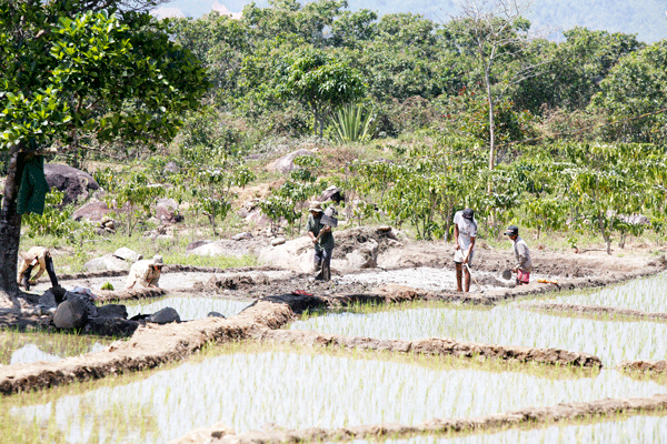 Sản xuất nông nghiệp ở Đam Rông vẫn còn ở phạm vi manh mún, nhỏ lẻ. 