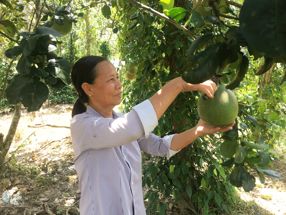 Xây dựng kinh tế gia đình ổn định là điều kiện thuận lợi để bà Nguyễn Thị Nhung chuyên tâm cho công tác mặt trận hơn 7 năm qua. Ảnh: N.Ngà