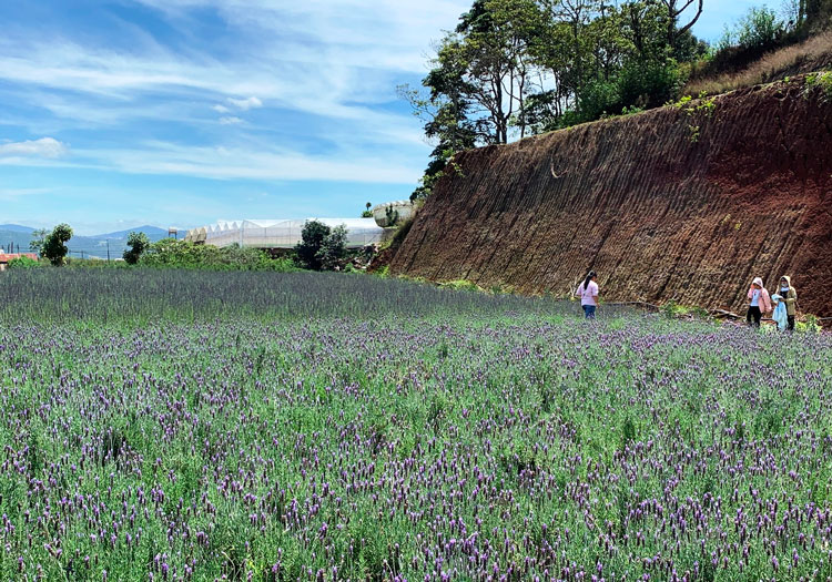 Du khách check in tại vườn lavender của Trang trại Pibo Đà Lạt