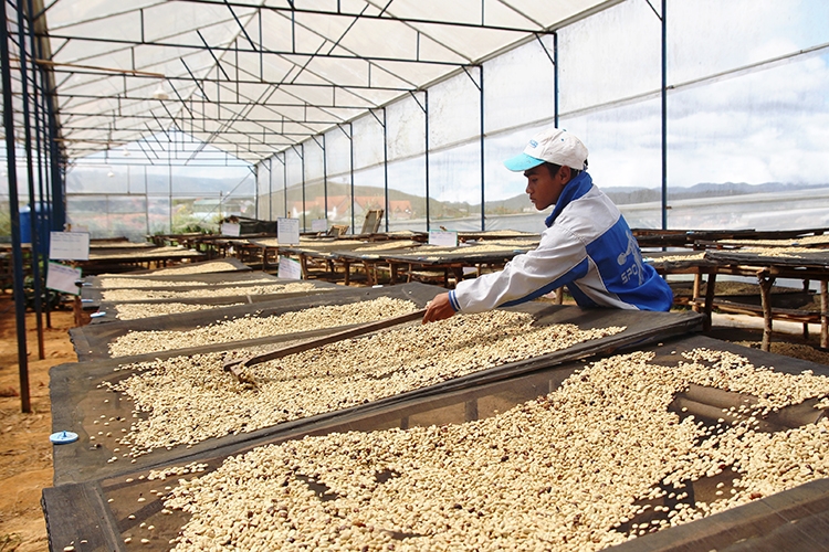 Do thị trường không ổn định, giá cả và năng suất bấp bênh, người trồng cà phê liên tục thua lỗ nên việc thực hiện xây dựng Chương trình OCOP cho sản phẩm cây cà phê gặp khó khăn