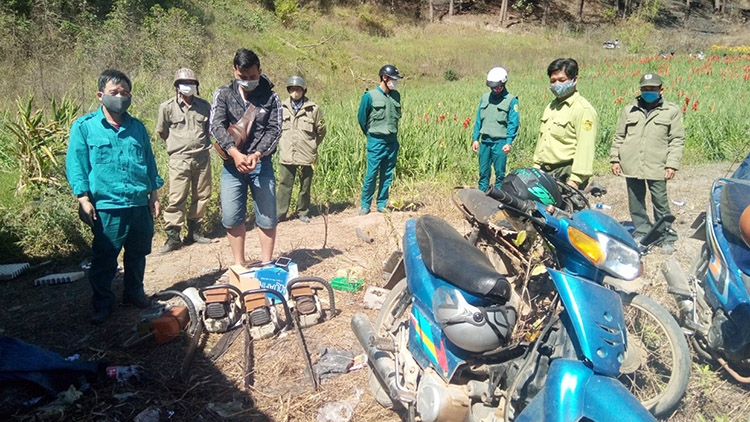 BQLR Lâm Viên cùng các đơn vị phối hợp bắt giữ đối tượng và tang vật phá rừng thông