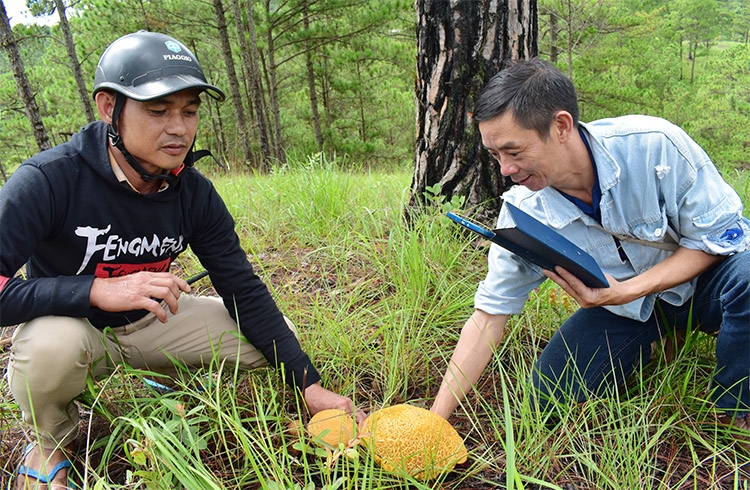 Anh Nguyễn Quốc Huân (bên phải) với “bề dày” 35 năm vào rừng thông hái nấm thực phẩm