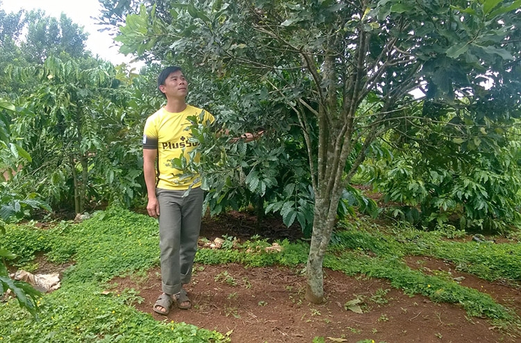 Nhiều diện tích mắc ca của người dân đang lên xanh tốt, hứa hẹn mang lại thu nhập đáng kể