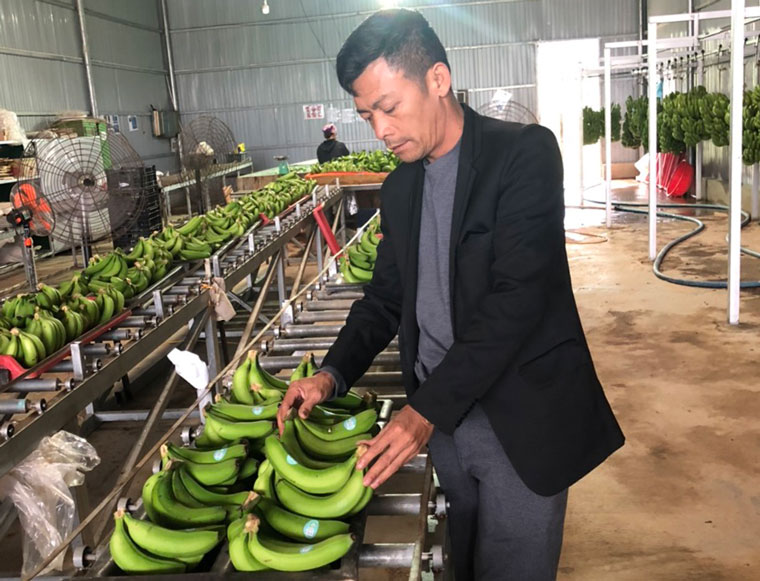 Sản phẩm chuối laba tươi của HTX Chuối Laba Đạ K’Nàng (xã Đạ K’Nàng) với phân hạng 4 sao