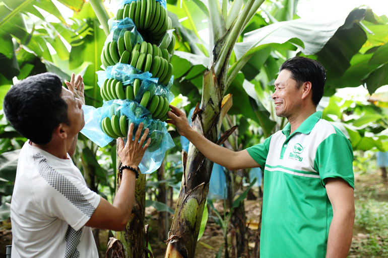 Nhờ liên kết trồng chuối với HTX Chuối Laba Đạ K’Nàng (xã Đạ K’Nàng, Đam Rông), nông dân có thu nhập lên đến 500 triệu đồng/ha