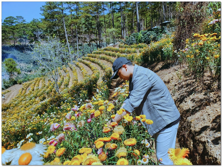 Anh Minh Nhật chăm sóc vườn hoa bất tử Ảnh 3, 4, 5: Hoa bất tử có nhiều màu sắc khác nh