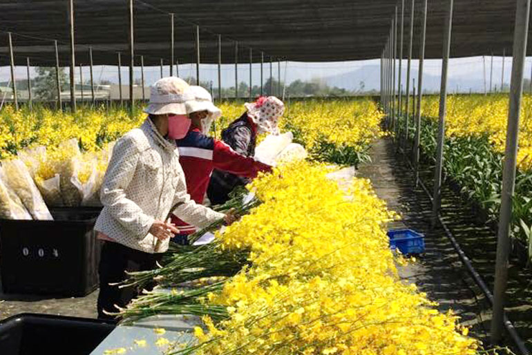 Trong số trên 3 tỷ cành hoa mỗi năm chỉ xuất khẩu đạt 9,3%
