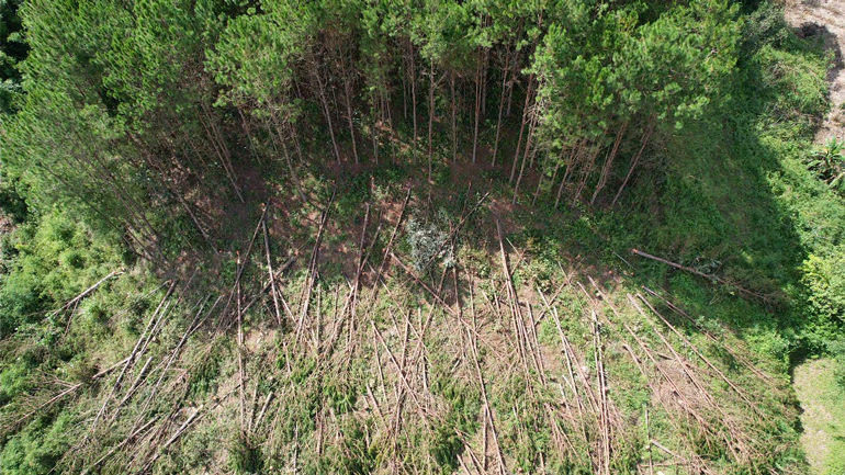 Hiện trường các đối tượng cưa hạ 165 cây thông rừng 20 năm tuổi