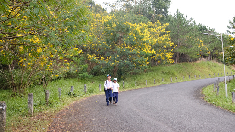 Hàng chục cây muồng hoàng yến được trồng dọc 2 bên đường dẫn lên Khu điều trị phong Di Linh đang nở hoa rực rỡ tạo nên cảnh quan thiên nhiên tươi đẹp hiếm có ở Di Linh