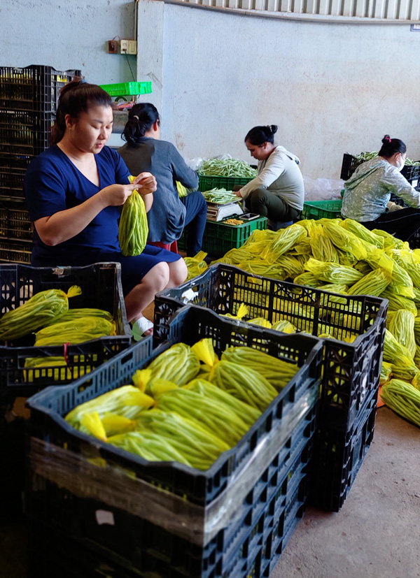 Mô hình trồng rau sạch của gia đình anh Huy - chị Thảo đã góp phần tạo công ăn việc làm cho lao động địa phương