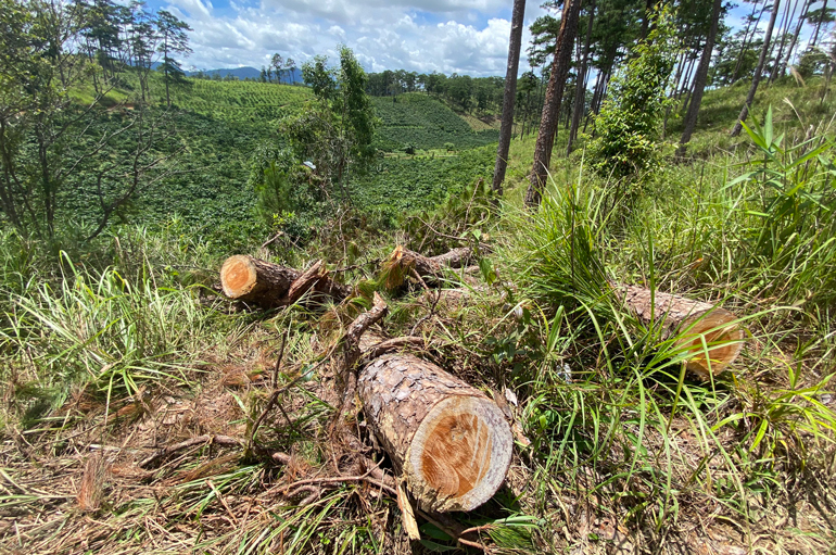 Hiện trường 1 vụ cưa hạ thông rừng trên địa bàn huyện Đam Rông