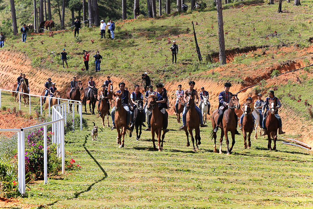 32 chú ngựa dạo một vòng chào sân trước khi bước vào cuộc đua