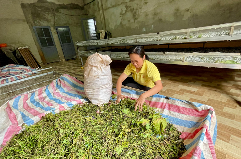 Người dân nuôi tằm tại xã Tân Hà (Lâm Hà) không phun hóa chất diệt muỗi nên tự thu dọn các phế phẩm để ngăn chặn muỗi sinh sôi gây bệnh sốt xuất huyết