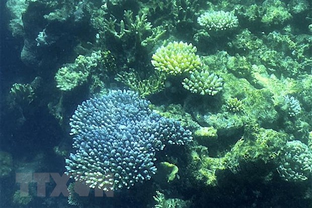 Rạn san hô Great Barrier ở Queensland, Australia