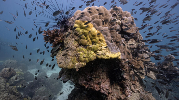 Bệnh quầng vàng lây lan nhanh đang tàn phá các rạn san hô của Thái Lan