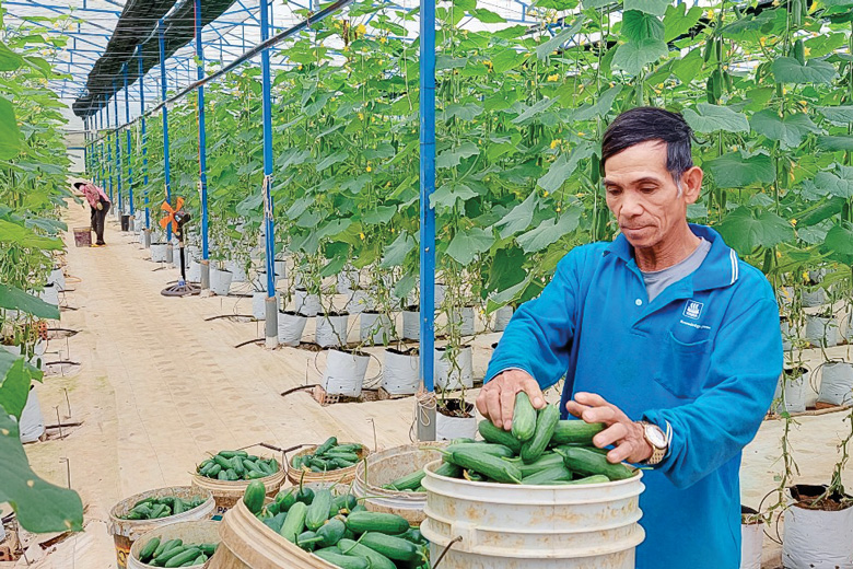 Nông dân Đà Loan có thu nhập cao nhờ sản xuất rau công nghệ cao