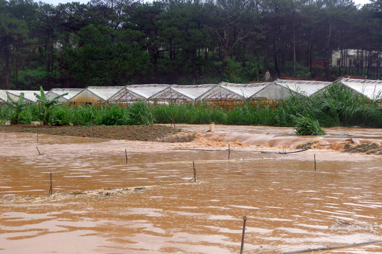 Nhiều diện tích rau, hoa ven suối Cam Ly (TP Đà Lạt) bị ngập mỗi lúc mưa lớn