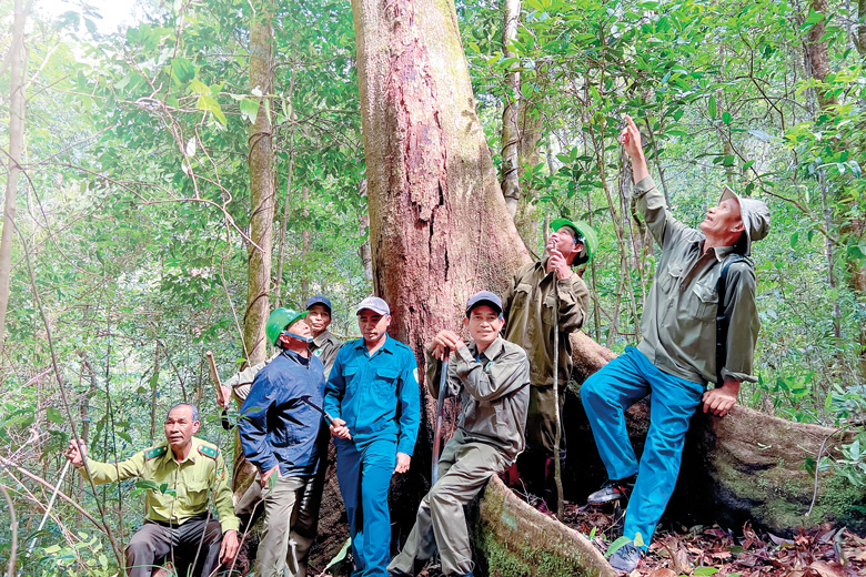 Rừng ở Brah Yàng là rừng nguyên sinh với nhiều cây cổ thụ, nhiều loại gỗ quý