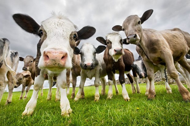 Dịch hô hấp của loài bò có tiềm năng ngăn chặn một số bệnh lây truyền qua đường tình dục.