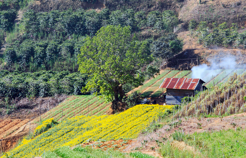 Bức tranh quê. Ảnh: Võ Trang
