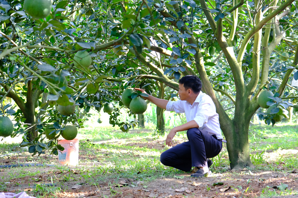 Nông dân Cát Tiên tất bật cho vụ trái cây tết