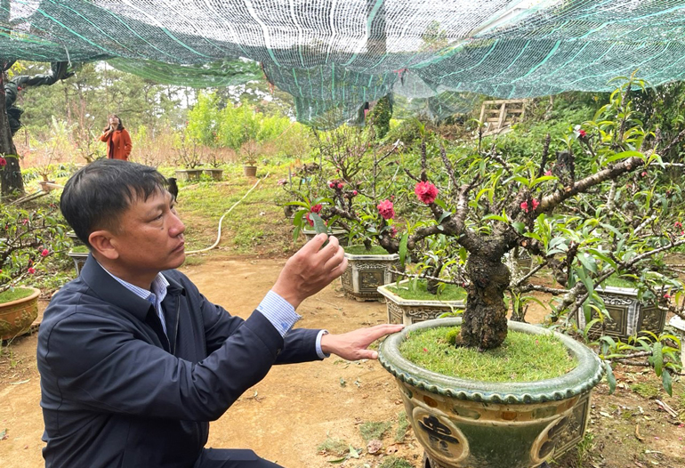 Tất bật cho thuê đào Nhật Tân chơi Tết ở B’Lao