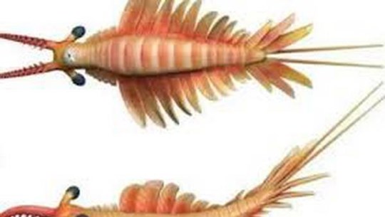 Phát hiện hóa thạch loài tôm có niên đại cách đây 518 triệu năm