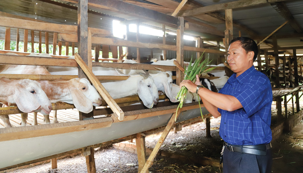 Triển vọng từ nhiều mô hình khuyến nông ở Đạ Tẻh