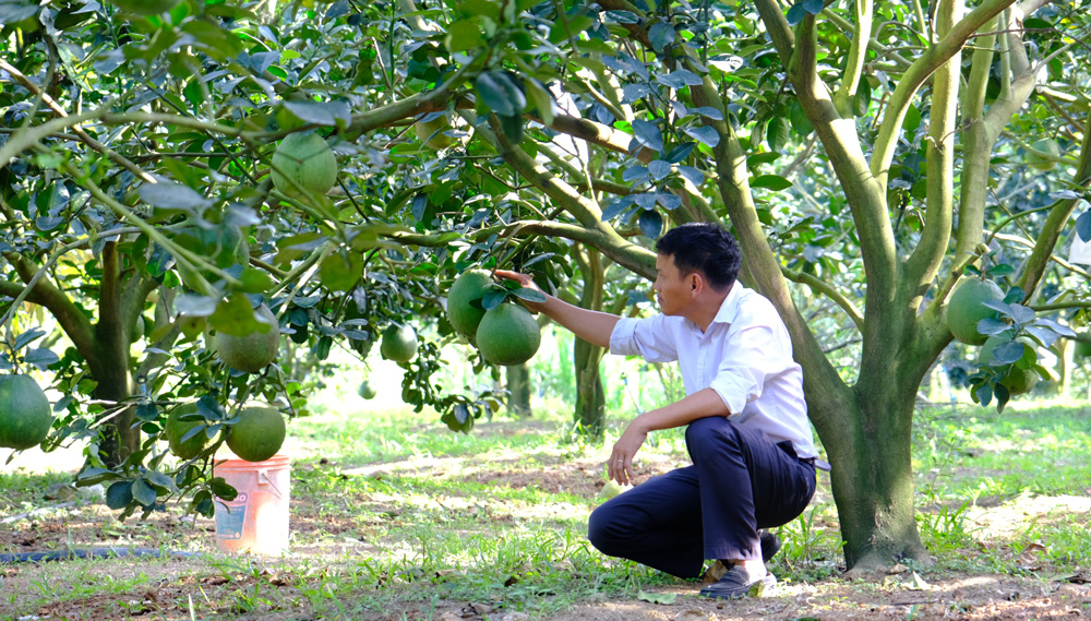 Sức xuân trên xã nông thôn mới nâng cao Quảng Ngãi
