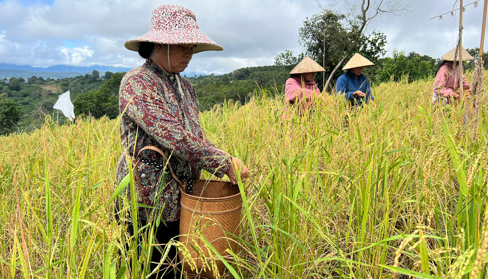 Đồng bào K’Ho giữ gìn hạt lúa mẹ