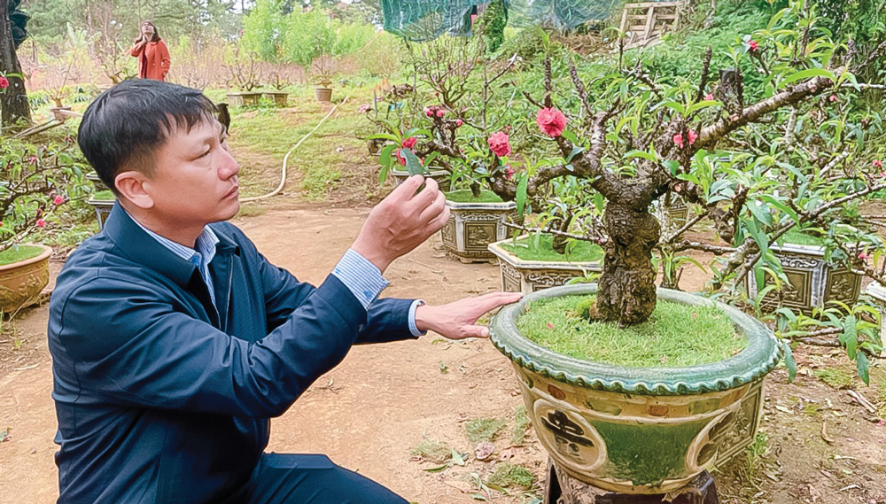 Đào bước vào vụ Tết
