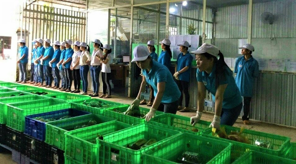 Liên kết phát triển vùng nguyên liệu chất lượng cao