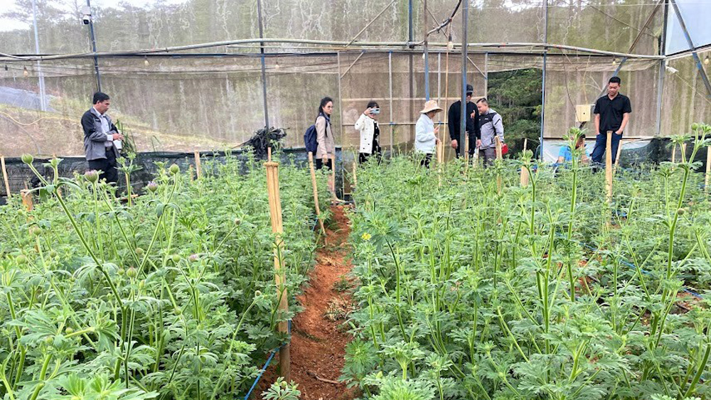 Nghề trồng hoa ở huyện tìm hướng phát triển bền vững (Bài 2)