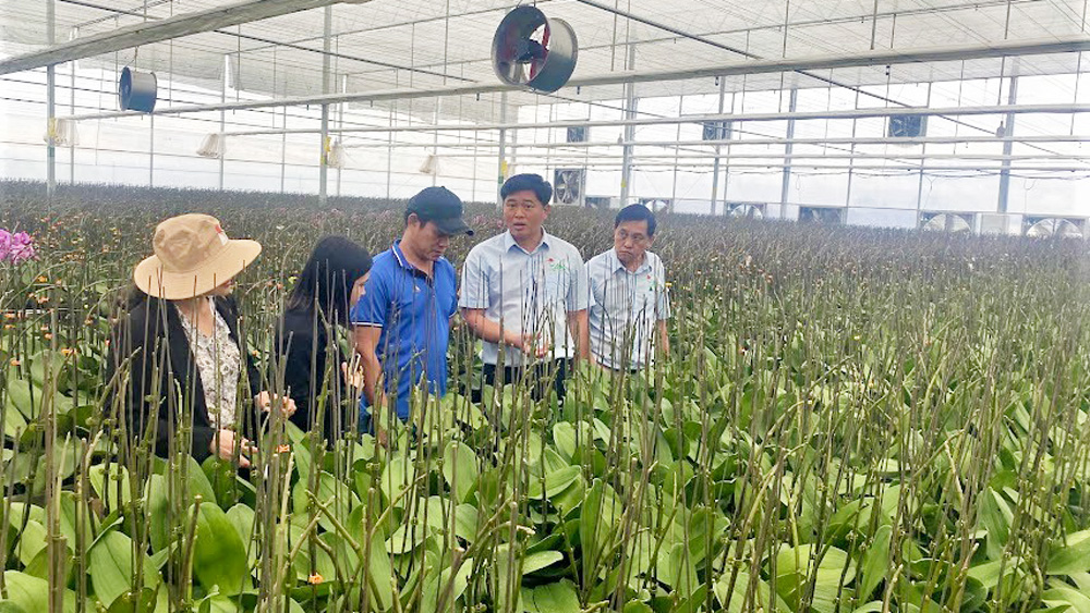 Nghề trồng hoa ở huyện tìm hướng phát triển bền vững (Bài cuối)
