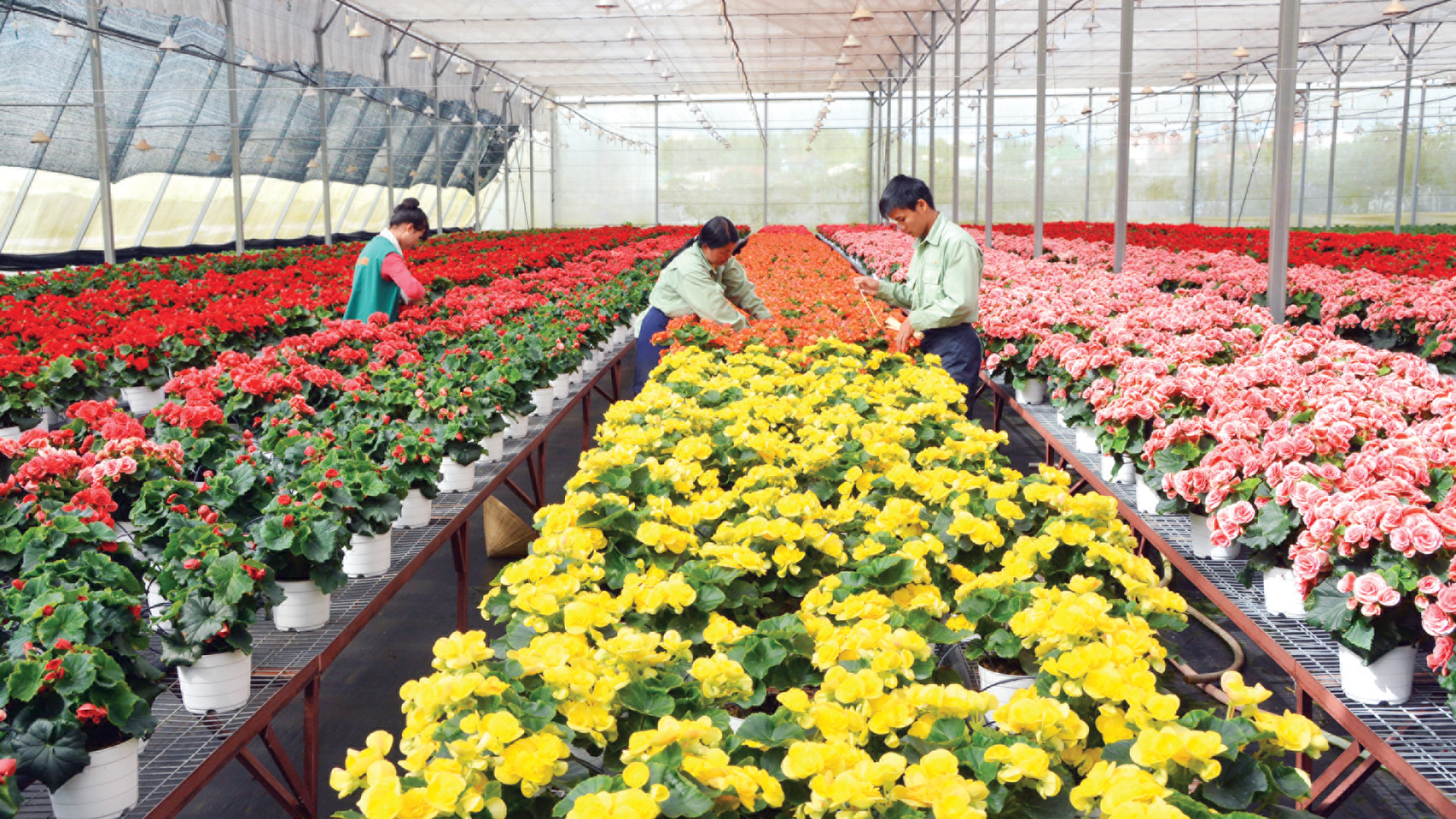 Giải pháp phát triển ngành hoa mang tầm quốc tế (Bài 2)