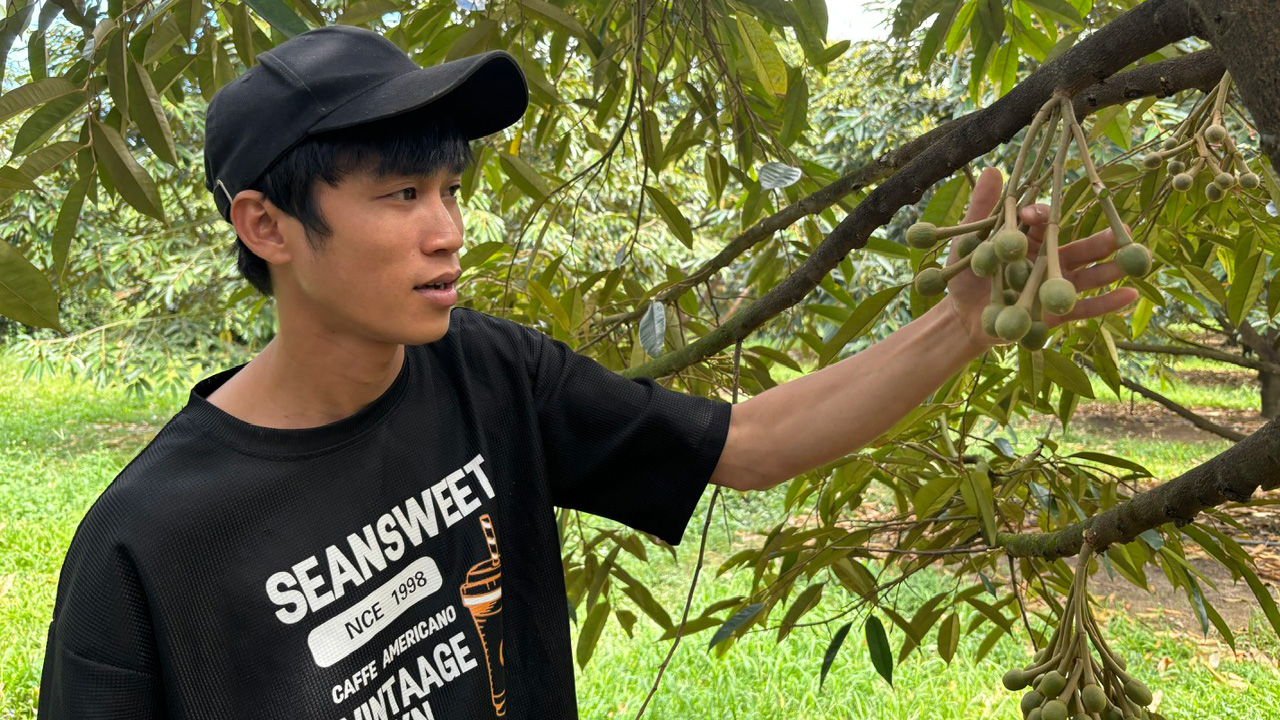 Lợi thế nhờ sầu riêng chín sớm