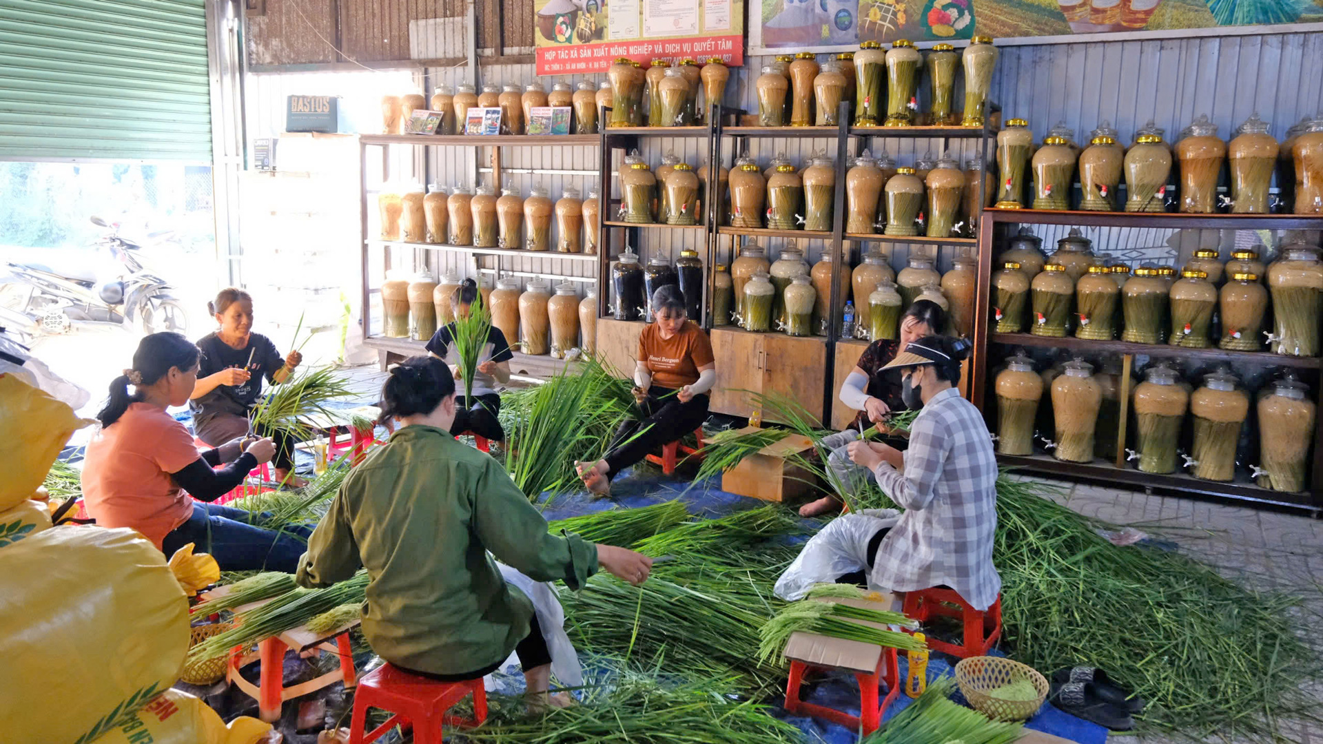 Rộn ràng mùa thu hoạch nếp quýt, làm rượu đòng đòng