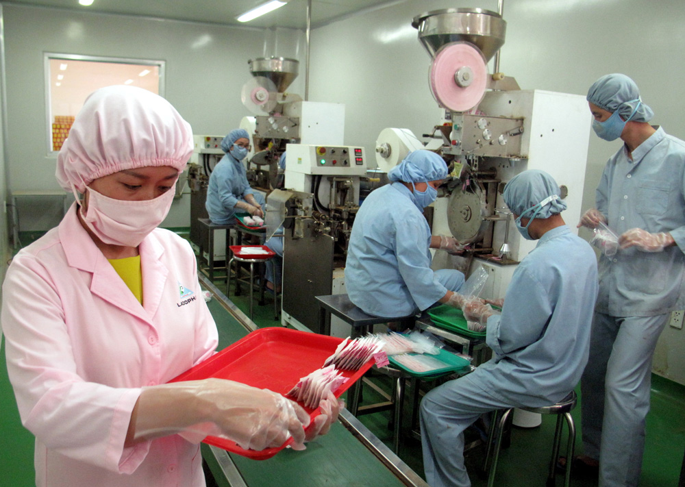 Triển khai thực hiện Đề án Phát triển sản xuất, chế biến gắn với tiêu thụ dược liệu