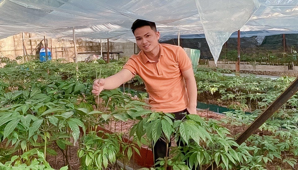 Mở lối làm giàu từ sâm Ngọc Linh